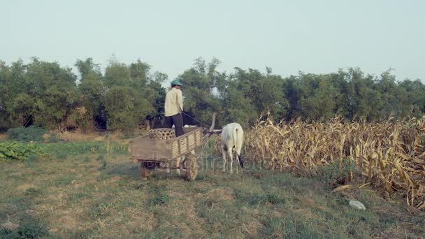 Bonde ridning en tom oxe cart på fältet för att skörda majs — Stockvideo