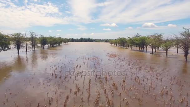 Вид беспилотника: низкий полет над затопленным сельскохозяйственным кукурузным полем — стоковое видео