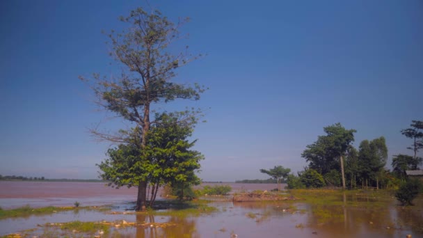 Árboles altos en inundaciones junto a la orilla del río . — Vídeos de Stock