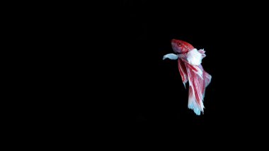 siyah arka plan üzerine Siyam Balığı