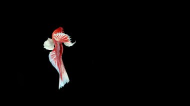 siyah arka plan üzerine Siyam Balığı