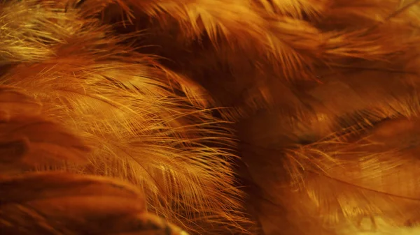 Red chicken feather close up.