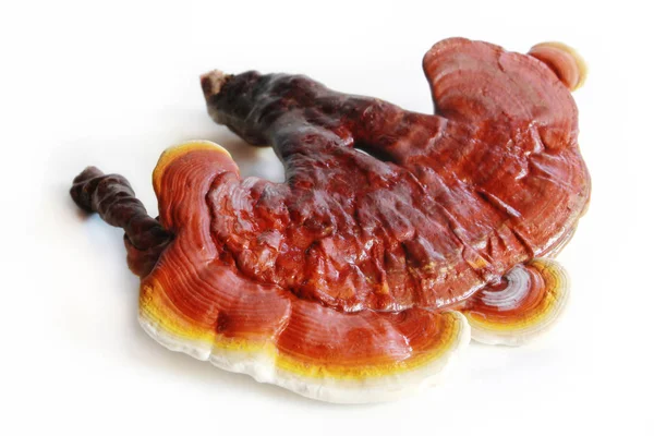 Beyaz arkaplanda kırmızı ganoderma