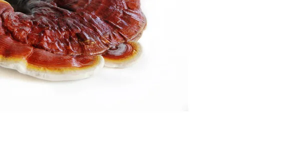 Ganoderma lucidum sobre fondo blanco — Foto de Stock