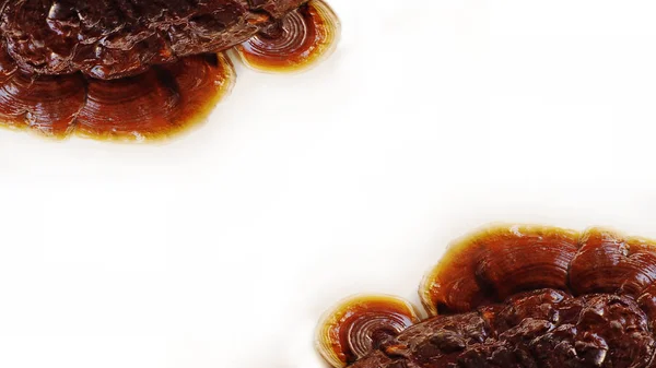 Ganoderma Lucidium beyaz arka plan üzerinde