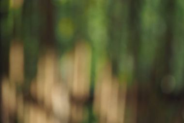 Yeşil doğa bulanık arka plan.