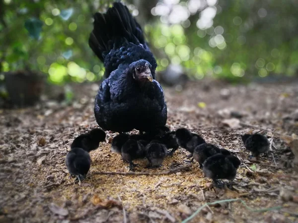 Tavuk yemek için bebek getiriyor.