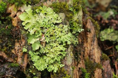 Lichen on tree close up clipart