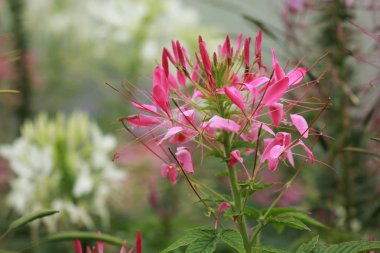 Pembe örümcek çiçek yakın çekim