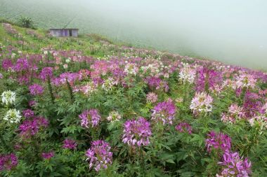 Örümcek Çiçek Bahçesi