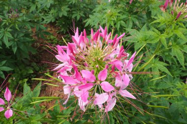 Pembe örümcek çiçek yakın çekim