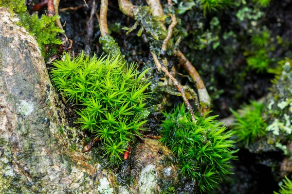 Moss ağaç üzerinde kapat — Stok fotoğraf