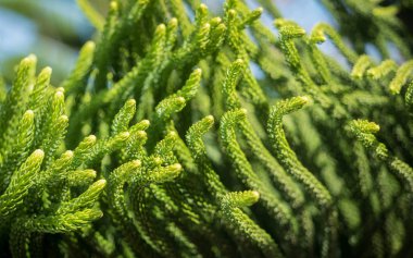 Yeşil Cook çam ağacı terk.