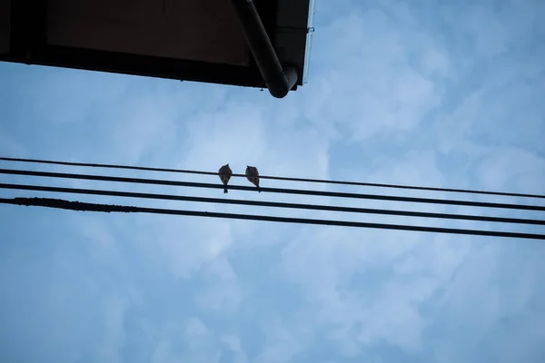 Bir kaç kuş — Stok fotoğraf