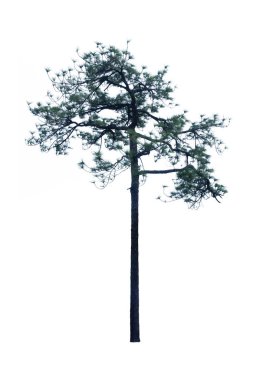 Pinus Kesiya beyaz bir arkaplanda izole edilmiş..