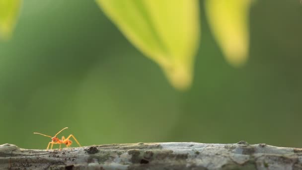 赤いアリは歩くのを止め カメラを見て 地域を維持するために戦うための彼らの口のショーの牙を大切にして開きます — ストック動画