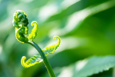 Eğreltiotunun yakın plan görüntüsü bulanık yeşil arkaplanlı.