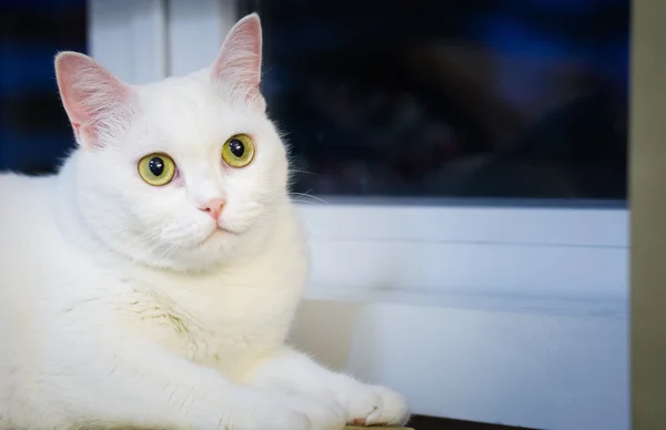 Oturan güzel beyaz kedi