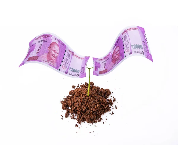 Moneda nueva india nota de rupias 2000 creciendo en planta, planta de dinero, dinero en árbol, árbol de moneda, rupia india y planta, rupia india y crecimiento, moneda india y concepto de crecimiento —  Fotos de Stock