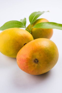 Meyve kralı; Alphonso sarı Mango meyve duo kaynaklanıyor ve yeşil yaprak üzerinde izole beyaz arka plan, Maharashtra - Hindistan üzerinden Konkan bir ürün