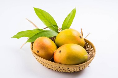 Meyve kralı; Alphonso sarı Mango meyve duo kaynaklanıyor ve yeşil yaprak üzerinde izole beyaz arka plan, Maharashtra - Hindistan üzerinden Konkan bir ürün