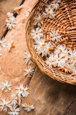 Genellikle Hindistan, Asya bulunan Nyctanthes arbor-tristis veya Parijat veya prajakt çiçek