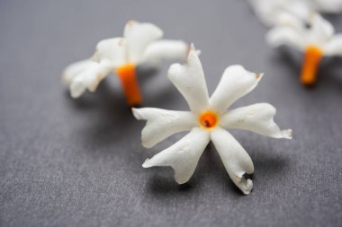 Genellikle Hindistan, Asya bulunan Nyctanthes arbor-tristis veya Parijat veya prajakt çiçek