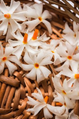 Genellikle Hindistan, Asya bulunan Nyctanthes arbor-tristis veya Parijat veya prajakt çiçek