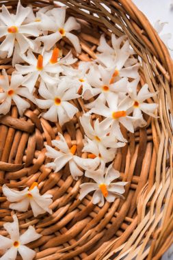 Genellikle Hindistan, Asya bulunan Nyctanthes arbor-tristis veya Parijat veya prajakt çiçek