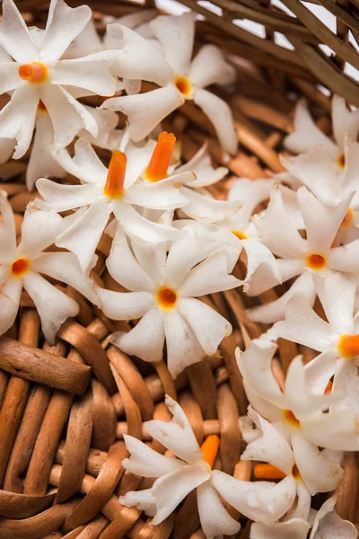 Genellikle Hindistan, Asya bulunan Nyctanthes arbor-tristis veya Parijat veya prajakt çiçek