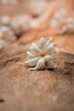 Genellikle Hindistan, Asya bulunan Nyctanthes arbor-tristis veya Parijat veya prajakt çiçek