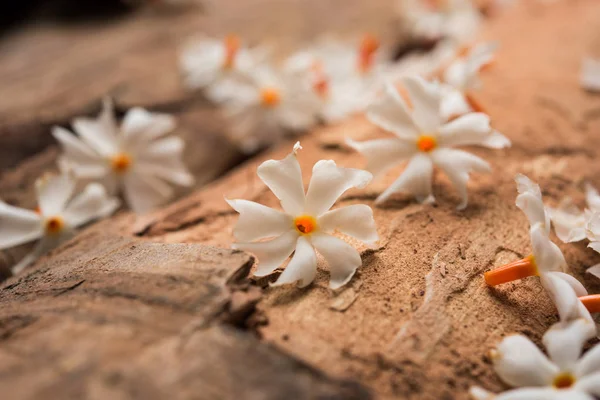 Genellikle Hindistan, Asya bulunan Nyctanthes arbor-tristis veya Parijat veya prajakt çiçek — Stok fotoğraf