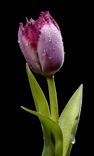 Siyah bir zemin üzerine mor Lale