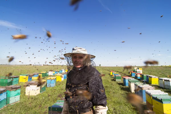 Apiarist portrait watching over his bee hives — Stock Photo, Image