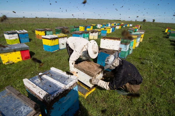 Apiarists working on the field with beehives — Stock fotografie