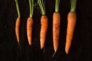 Taze havuç koyu toprak arka plan textur üzerinde yatay fotoğraf