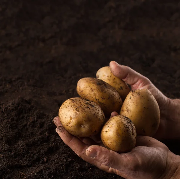Agricultor mãos segurando batatas acima do solo preto — Fotografia de Stock