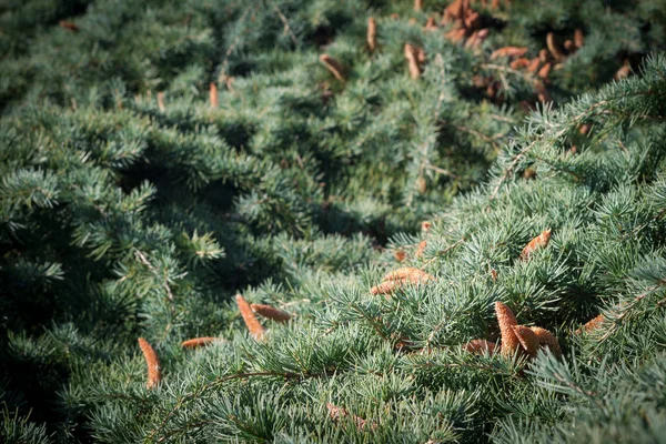 Fir tree branches with cones texture — Stock Photo, Image