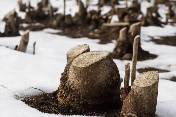 Розрізані стовбури дерев на снігу подані — стокове фото