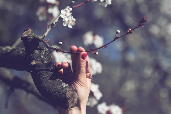Hand holding a blooming tree flower — Stock Photo, Image