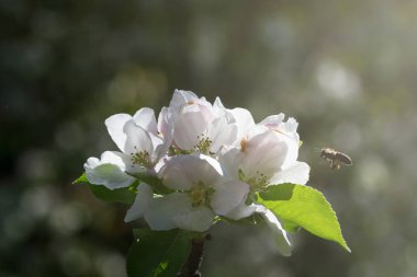 Beyaz bir çiçek yaklaşan arı