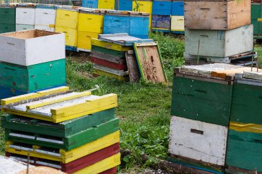 bir çim bahçesinde arı kovanı