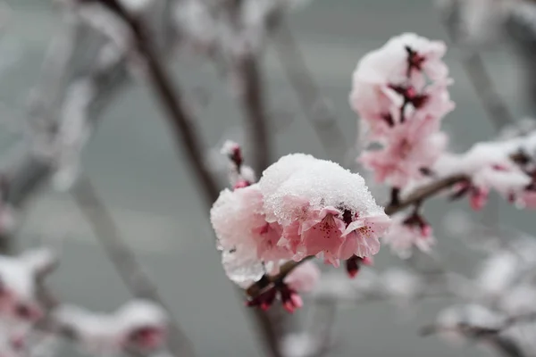 Árbol flores de primavera cubiertas de nieve —  Fotos de Stock