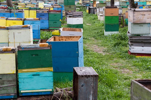 Bijenkorven in de tuin van een gras — Stockfoto