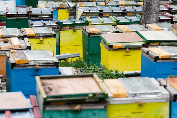 Bijenkorven in de tuin van een gras — Stockfoto