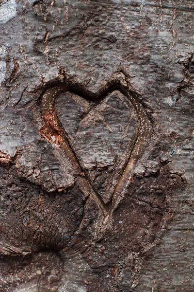 Corazón tallado en árbol — Foto de Stock