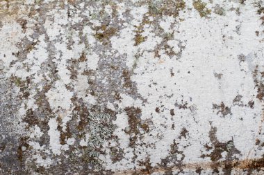 Beyaz yosun kaplı ağaç gövdesi