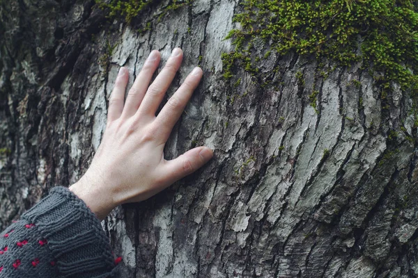 bir ağaç dokunmadan el closeup