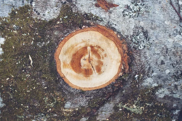 Крупним планом дерев'яний стовбур з гілкою, вирубаною — стокове фото
