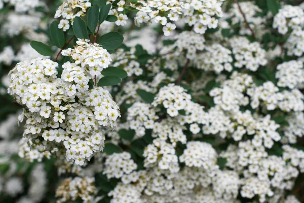 Small delicate white flowers background — Stock Photo, Image